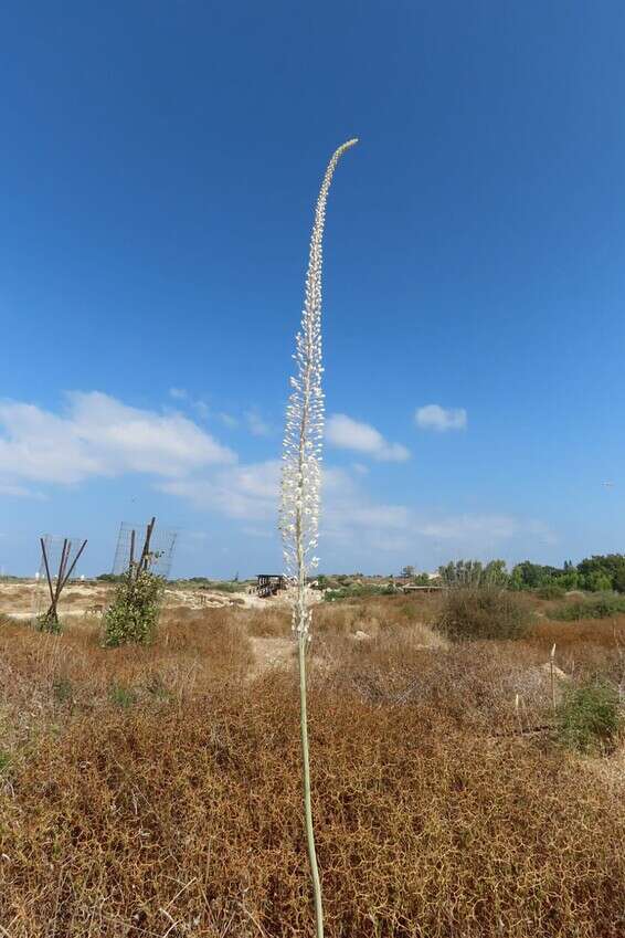 פריחת החצב בשמורת הטבע נחל תנינים // צילום:  שרית פאלצי רשות הטבע והגנים